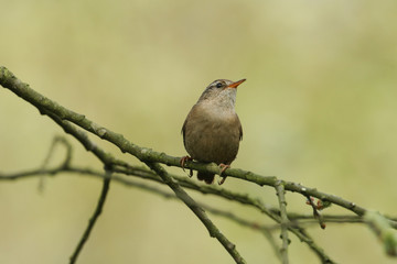 A pretty Wren, Troglodytes troglodytes, perched on a branch in a tree.	