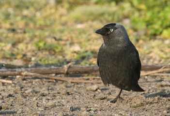 Obraz premium A pretty Jackdaw, Corvus monedula, standing on the ground in a field on one leg.