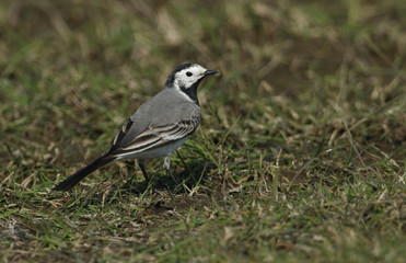 Obraz premium A Pied or White wagtail, Motacilla alba, hunting for insects to eat in a meadow in the UK.