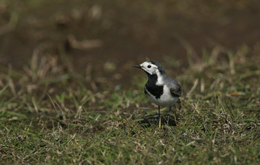 Obraz premium A Pied or White wagtail, Motacilla alba, hunting for insects to eat in a meadow in the UK.