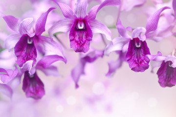 Nature background of purple orchid flowers in the garden during summer day with sunlight and blur bokeh background.