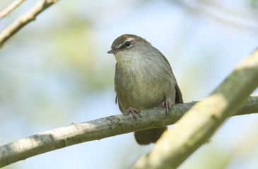 A shy and elusive Cetti's Warbler (Cettia cetti) perched on a branch in a tree.