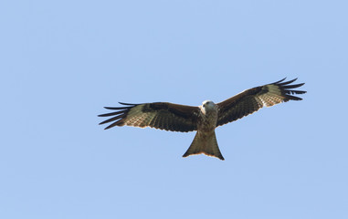 A magnificent Red Kite, Milvus milvus, flying in the blue sky.