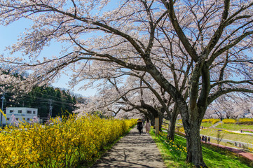 白石川堤一目千本桜の遊歩道