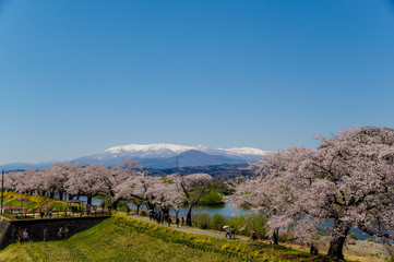 Fototapeta na wymiar 一目千本桜と残雪の蔵王山