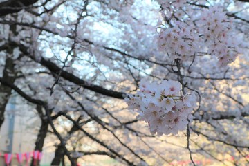 桜