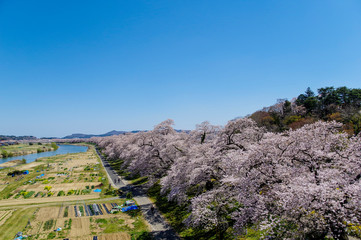 Fototapeta na wymiar 一目千本桜と白石川