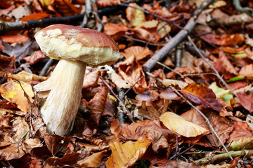 Boletus edulis (penny bun mushroom) in the forest.