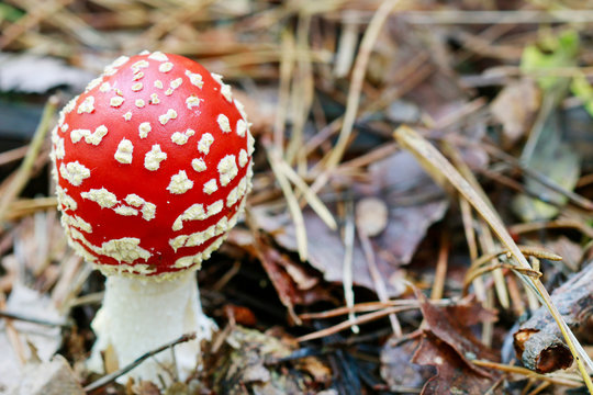 Red fly agaric (amanita muscaria) in the forest.