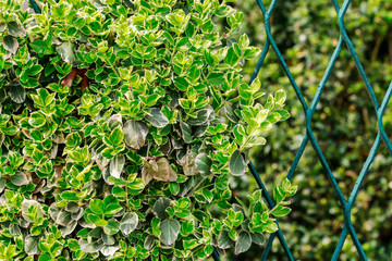 Euonymus fortunei (common names spindle or Fortune's spindle