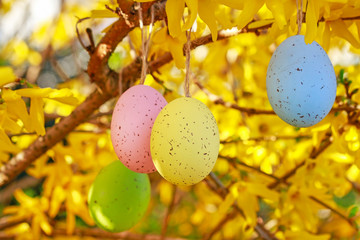 Colorful easter eggs hanging on the forsythia shrub in the garden.