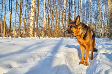 Dog German Shepherd in a forest in a winter