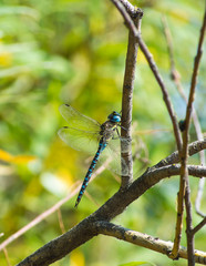 dragonfly on a twig
