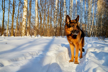 Dog German Shepherd in a forest in a winter