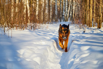 Dog German Shepherd in a forest in a winter