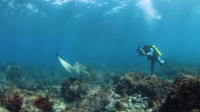A underwater cameraman being circled by a friendly shark while taking photographs for a research project