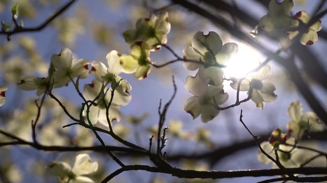 beautiful backlit dogwood tree in spring