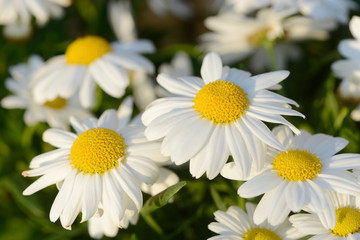 Obraz premium Marguerite in the nature