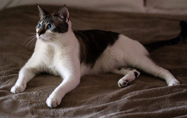Lynx Point Siamese cat with blue eyes laying on brown blank looking away