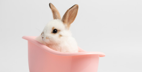 Little white rabbit sitting on pink bathtub with isolated white background at studio. It's small...