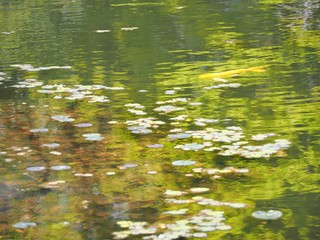 water lily and carp