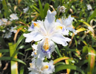 Obraz premium Iris japonica Shaga