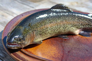 Frische Forelle vorbereitet für die küche.
