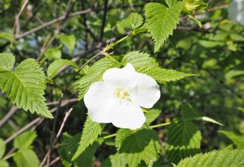 Yamabuki Japanese kerria White