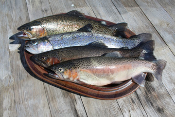 Frische Forelle vorbereitet für die Küche.