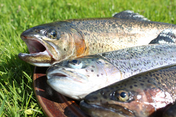 Frische Forelle vorbereitet für die Küche.
