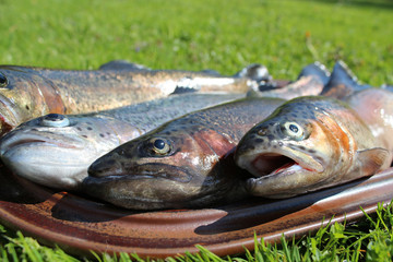 Frische Forelle vorbereitet für die Küche.