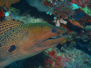 The amazing and mysterious underwater world of Indonesia, North Sulawesi, Bunaken Island, moray eel