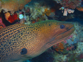 The amazing and mysterious underwater world of Indonesia, North Sulawesi, Bunaken Island, moray eel