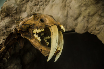 Extinct smilodon tiger in a museum © mardoz