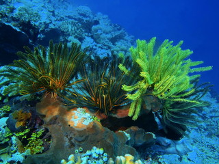The amazing and mysterious underwater world of Indonesia, North Sulawesi, Bunaken Island, crinoids