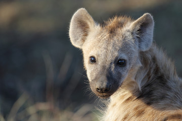 Tüpfelhyäne / Spotted Hyaena / Crocuta crocuta.