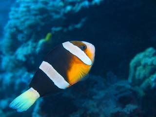 Fototapeta na wymiar The amazing and mysterious underwater world of Indonesia, North Sulawesi, Bunaken Island, clownfish