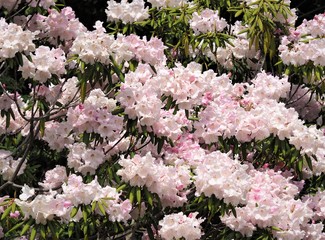 Azalea rhododendron shakunage