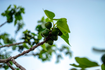 Fig tree and leafs in early spring, Mediterranean