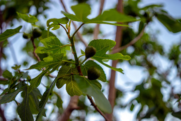 Fig tree and leafs in early spring, Mediterranean