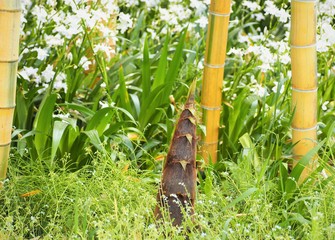 bamboo shoot