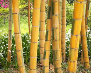 bicolor bamboo