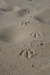 Entenspuren im Sand