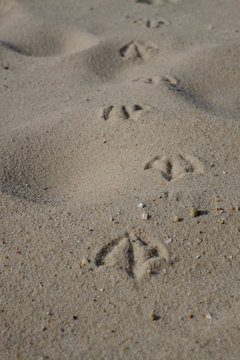 Entenspuren im Sand