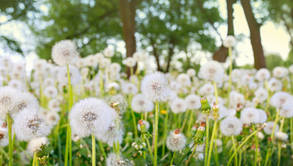 Beautiful dandelion flowers