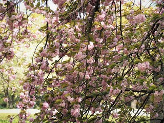 Alborosea Fugenzo Yamazakura