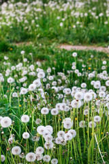 Fototapeta premium Beautiful dandelion flowers