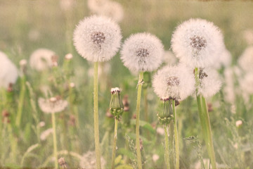 Beautiful dandelion flowers.  Romantic sepia filter.