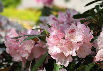 Rhododendron hyperythrum Akaboshi