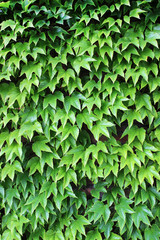 Wall covered with ivy creeper.